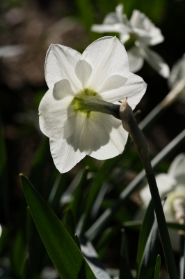 Narzissenschatten