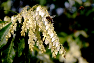 Blüte mit Biene