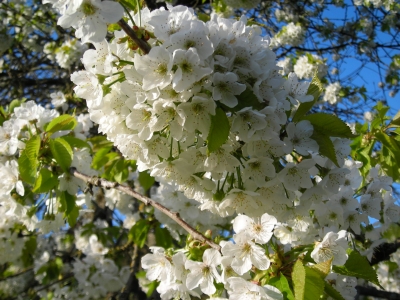 Kirschblüten