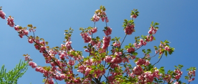 Kronenansicht der Prunus serrulata