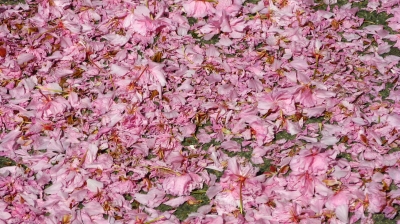 Textur Kirschblüten
