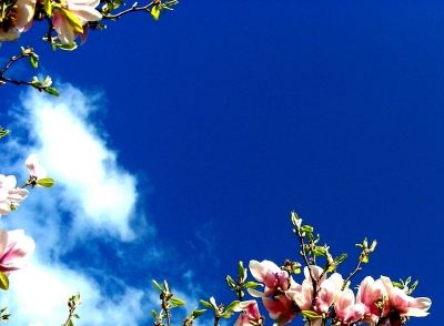Magnolien vor strahlend blauem Himmel