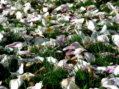 Magnolienwiese