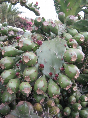 Kaktusfeigen in Fülle