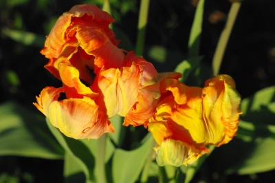 zwei orange Tulpen
