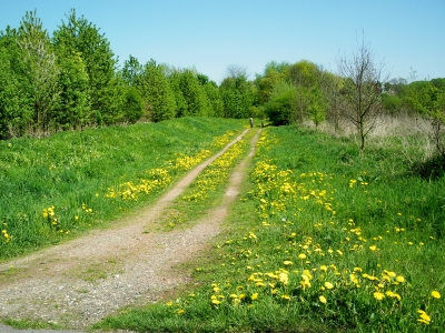 Der Löwenzahn-Weg