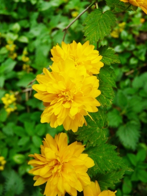 Blüten am Waldrand