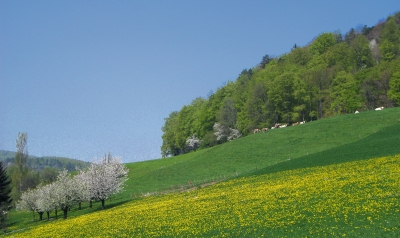 Frühling im Jura