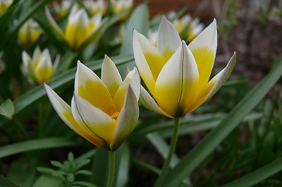 kleine Tulpen