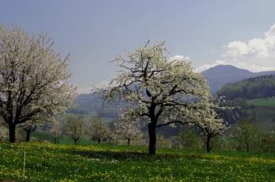 Bäume im Frühlingskleid 2