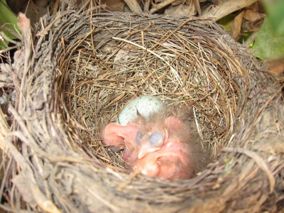 Amselküken im Nest - Frühlingserwachen