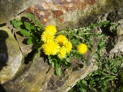 Löwenzahn in Natursteinmauer