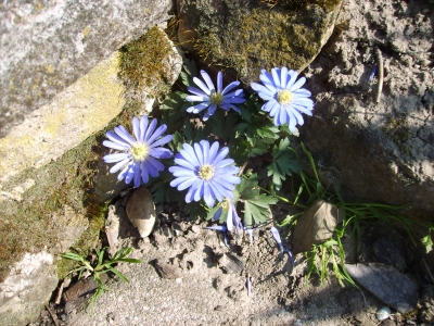 Blaue Blumen im Garten