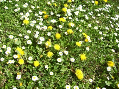 Gänsseblümchen und Löwenzahn