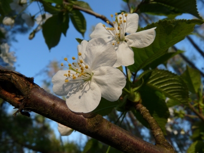 Frische Blüten