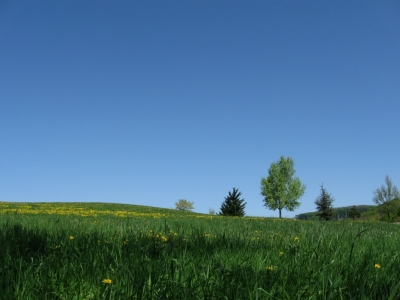 Am Himmel Lebensbaumkreis