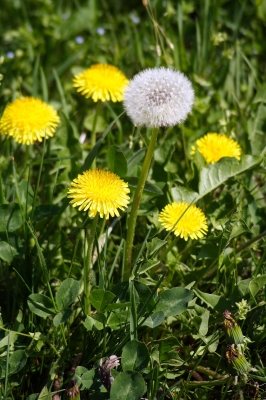 Löwenzahn und Pusteblume