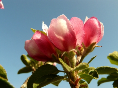 Apfelblüten 1