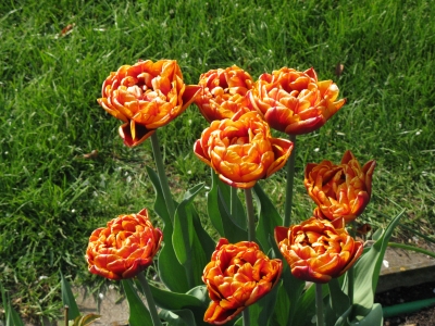 Gefüllte Tulpen