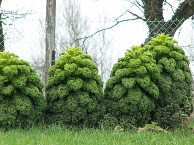 drei grüne Gesellen