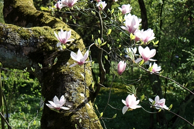 Magnolie im Botanischen Garten Gießen