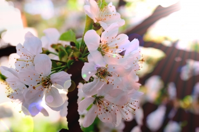 Kirschblüten 1