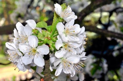 Kirschblüten 2