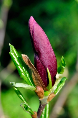 Magnolienknospe