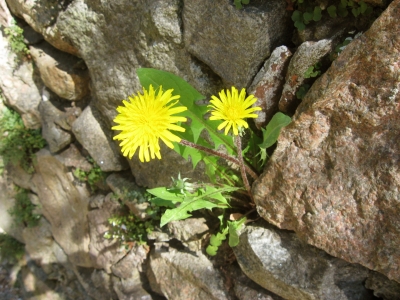 Steinmauer mit Löwenzahn