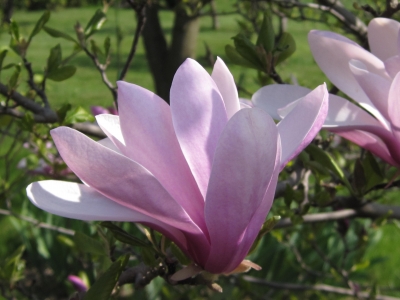 Magnolienblüte