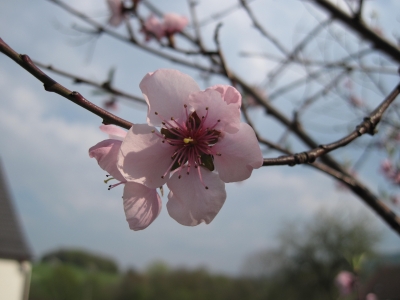 Pfirsichblüte