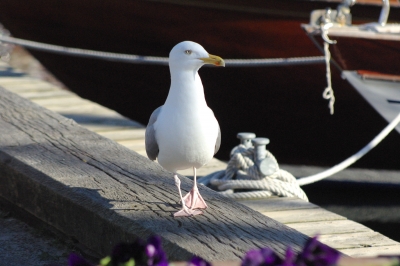 Seagull on the catwalk