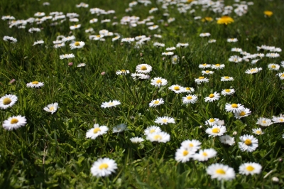 Gänseblümchen