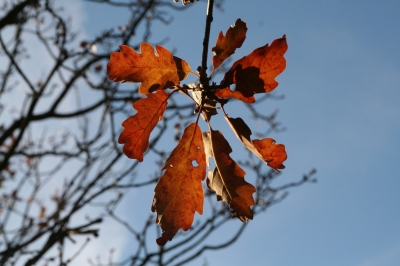 Eichenblätter im Herbst