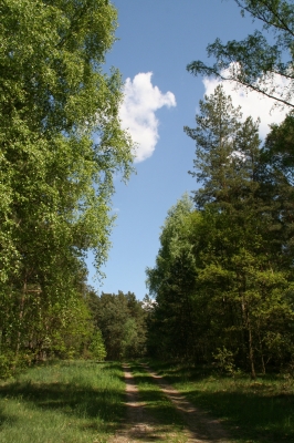 Waldweg