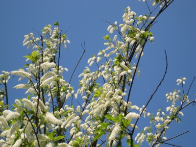 Weisse Frühlingsblüten