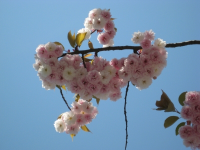 Rosa Frühlingsblüten