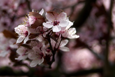 Frühling 2 - jap. Zierkirsche