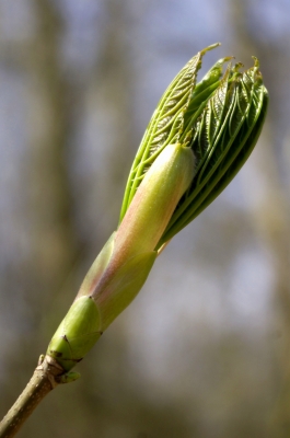 Frühling 5 - Knospe/Ahorn