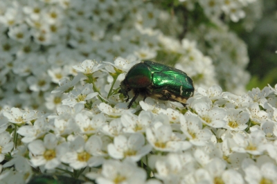 Grüner Käfer auf weißen Blüten (1)
