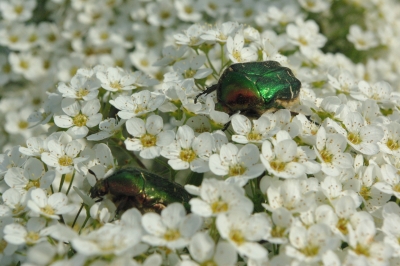Grüner Käfer auf weißen Blüten (2)