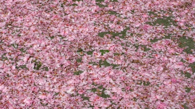 Textur Kirschblüten