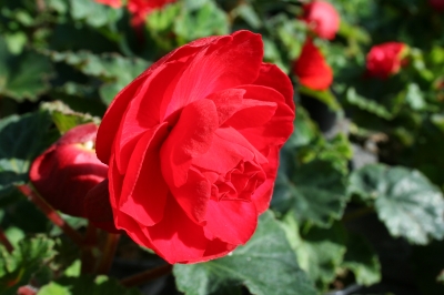 Rote Blume im Blumentopf
