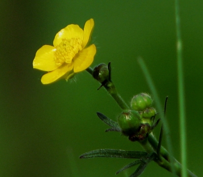 leuchtende Blüte