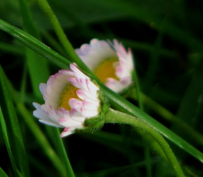 Gänseblümchen