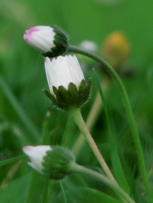 Gänseblümchen