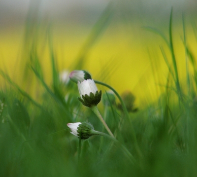 Gänseblümchen