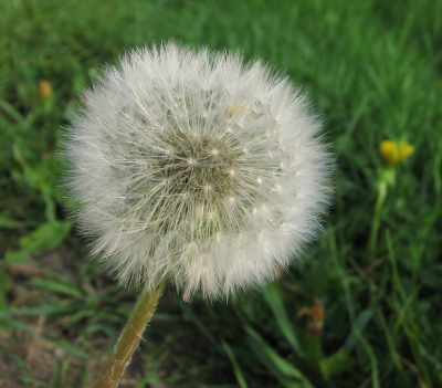 Pusteblume