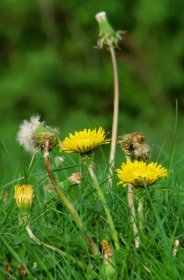 Pusteblume