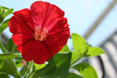 Blume an der Decke